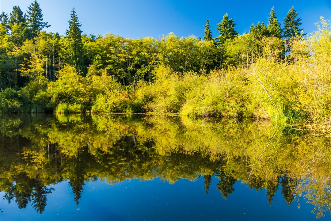 Scriber Lake Park – City of Lynnwood